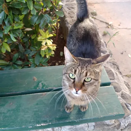 아파트 Antonio 스플리트