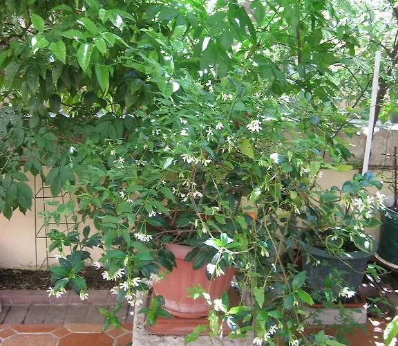 Apartament Antonio *