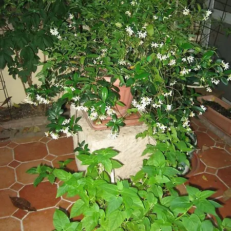 Antonio Διαμέρισμα