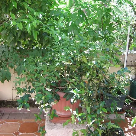 Appartement Antonio *